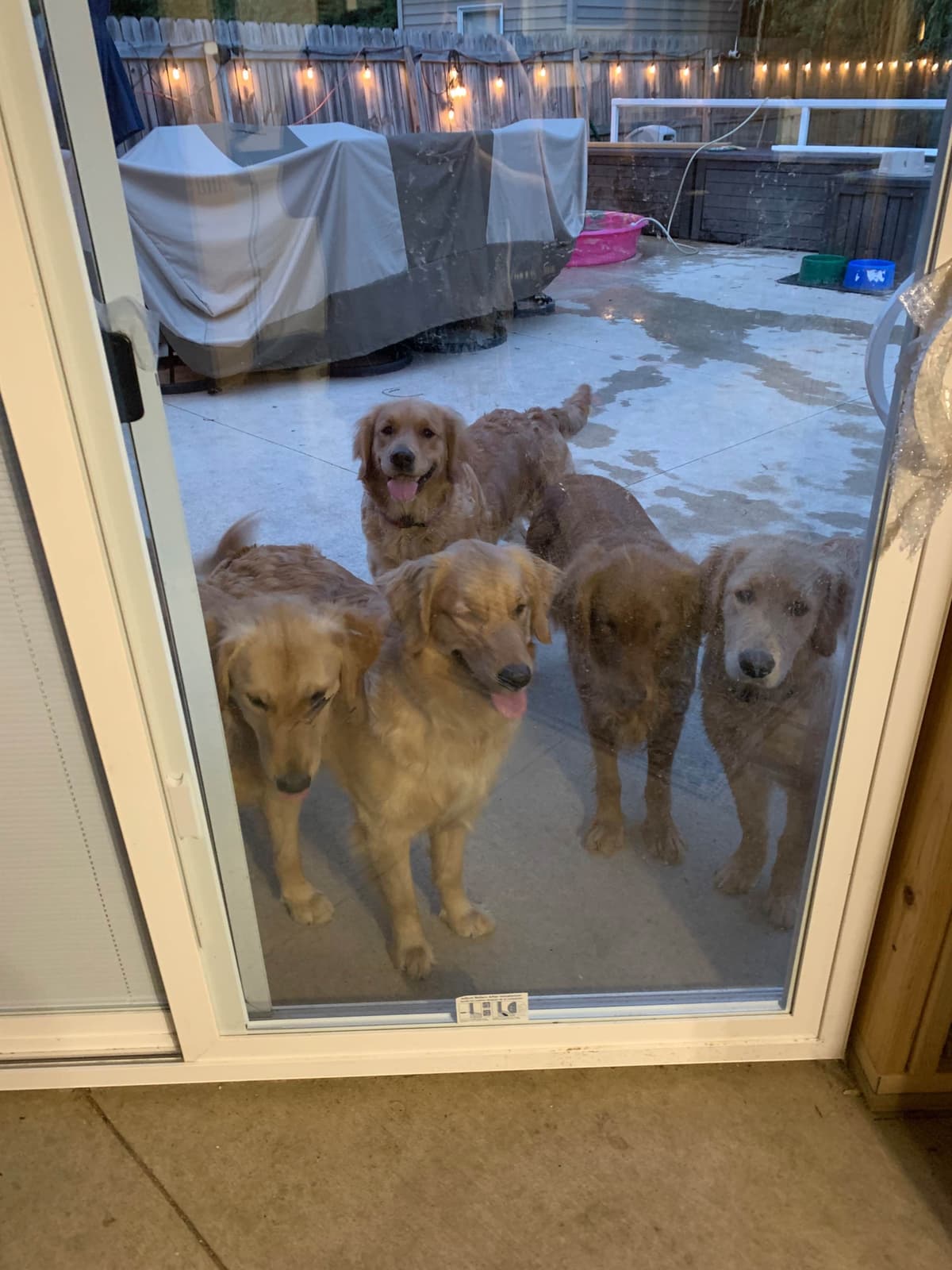 Golden Retriever Puppies breeder image 8