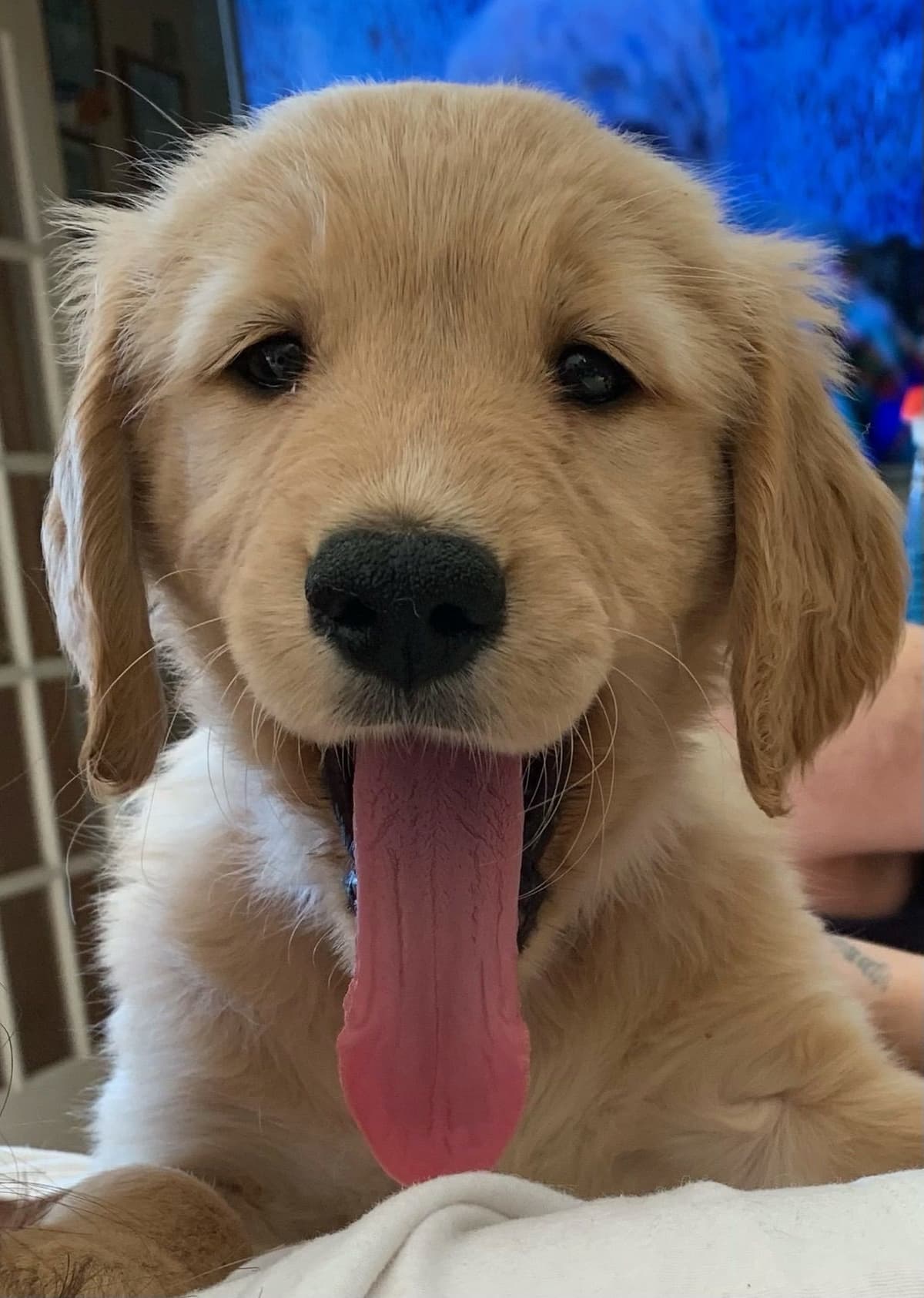 Golden Retriever Puppies breeder image 10