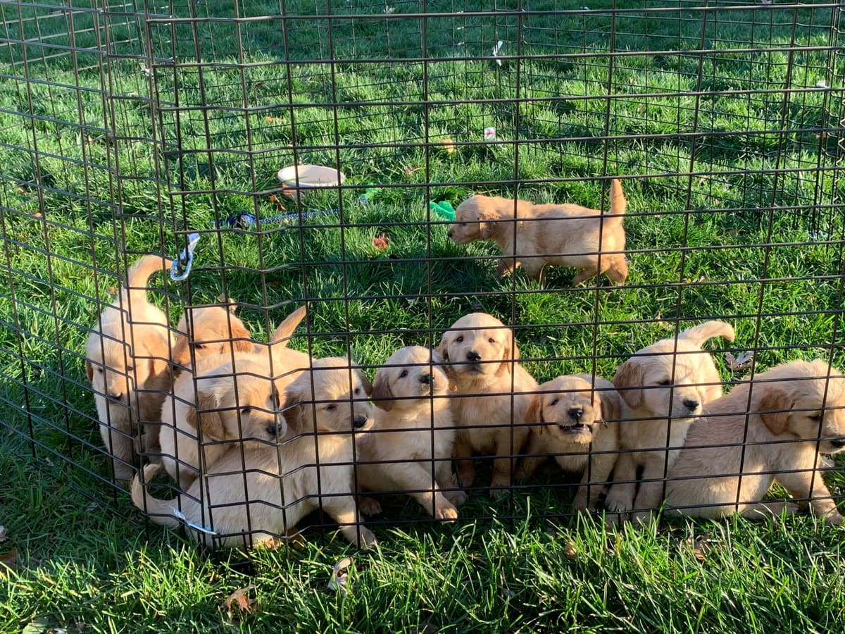 Golden Retriever Puppies breeder image 1
