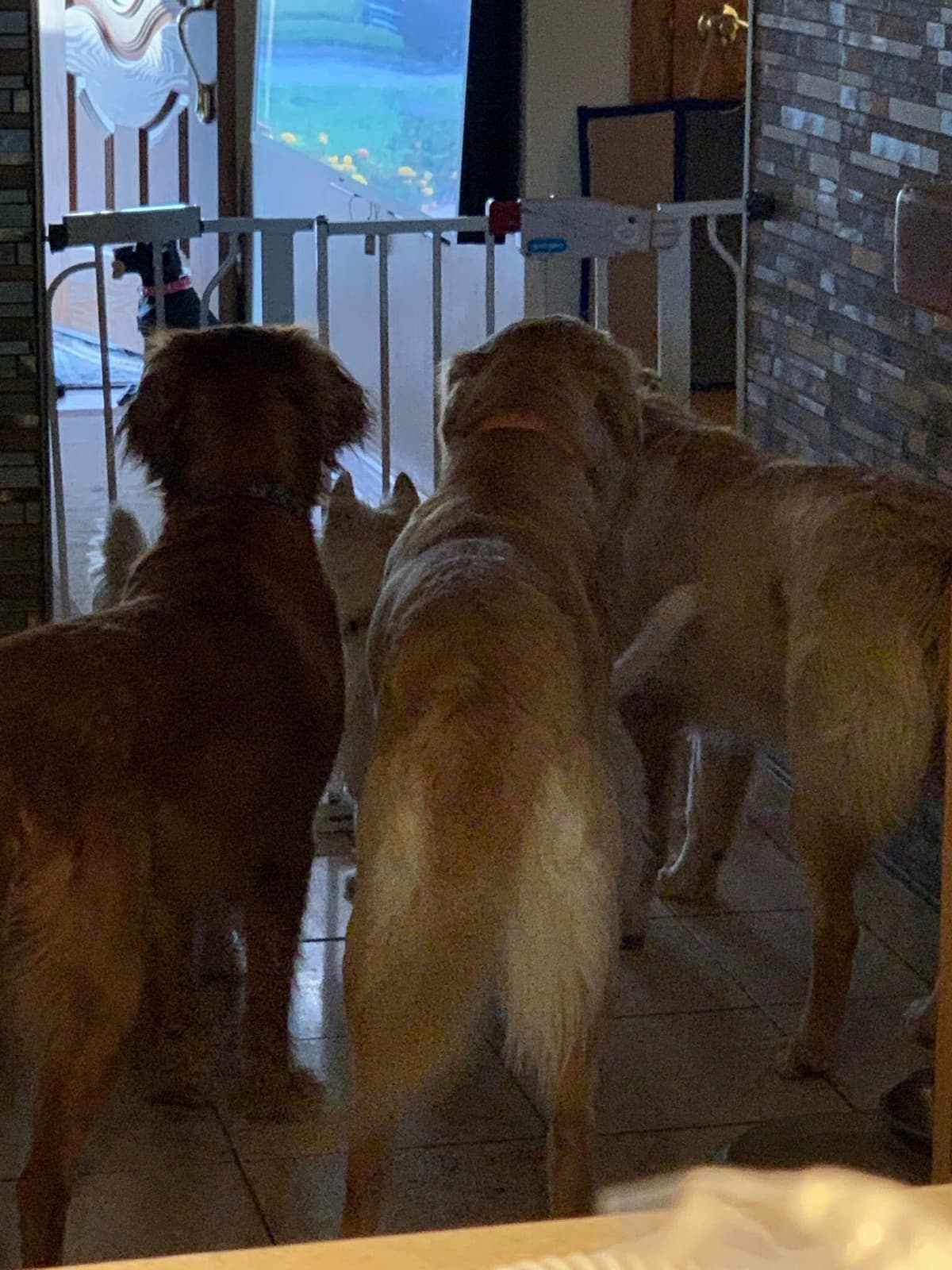 Golden Retriever Puppies breeder image 9
