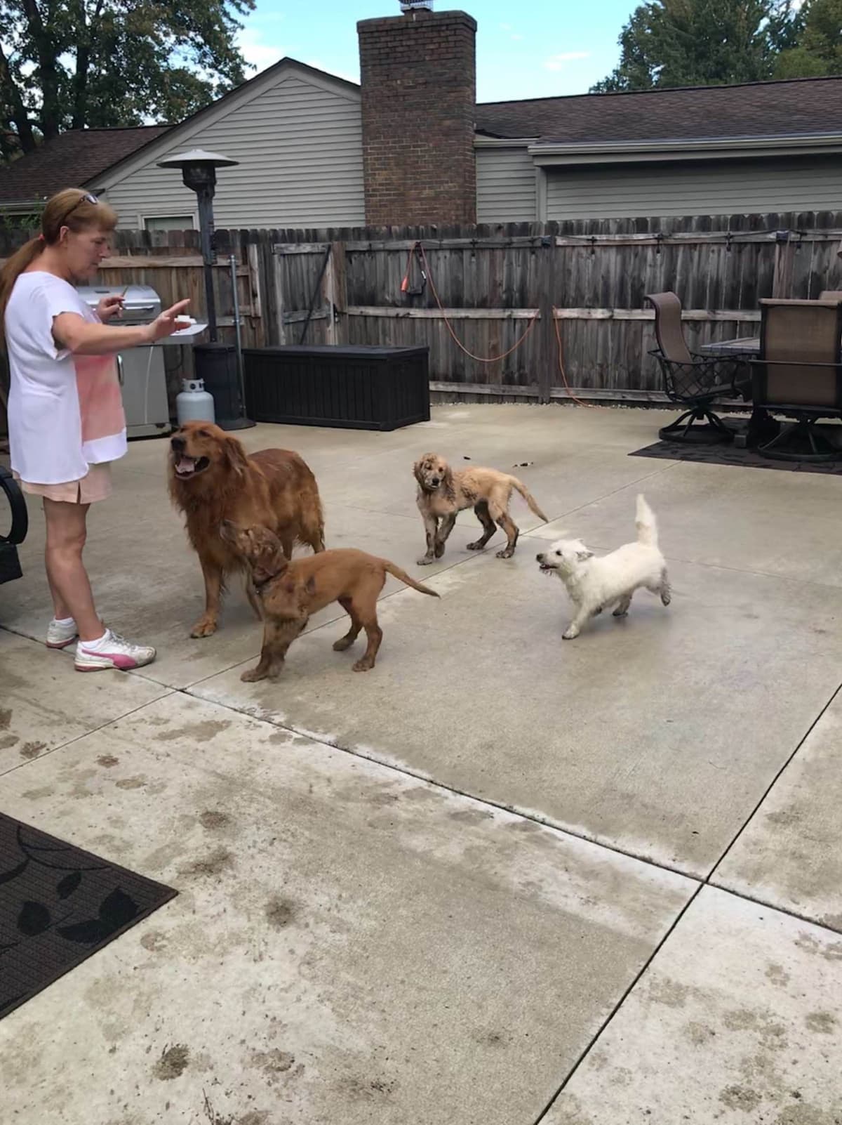 Golden Retriever Puppies breeder image 3