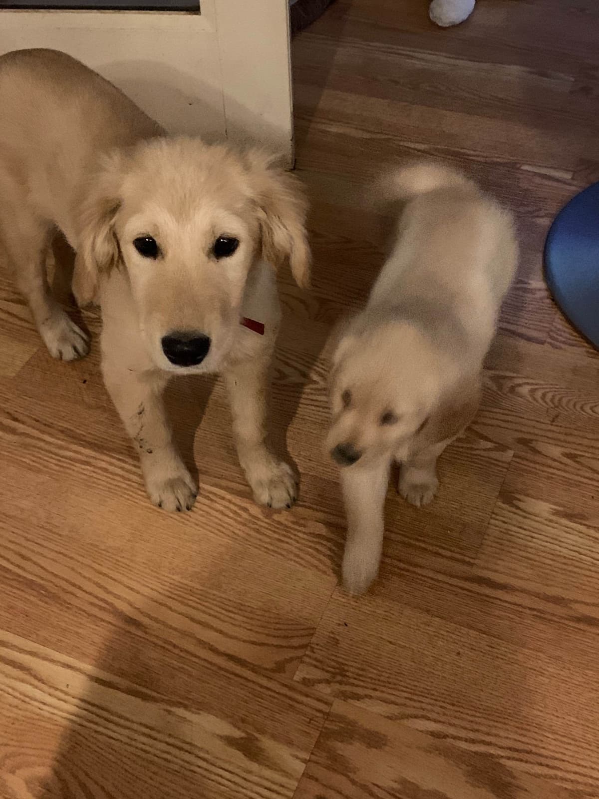 Golden Retriever Puppies breeder image 7