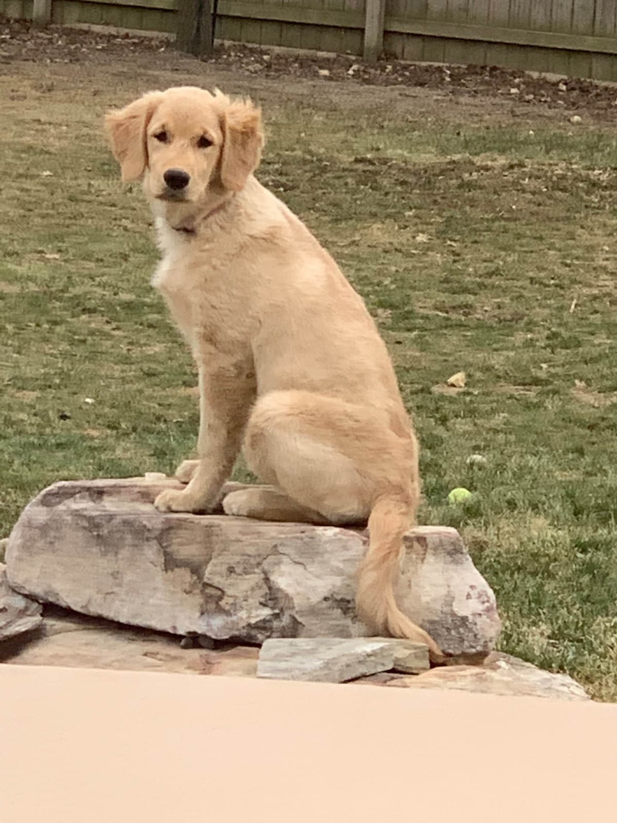 Golden Retriever Puppies breeder image 4