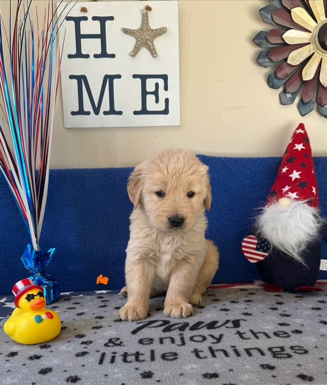 Golden Retriever Puppies media 5