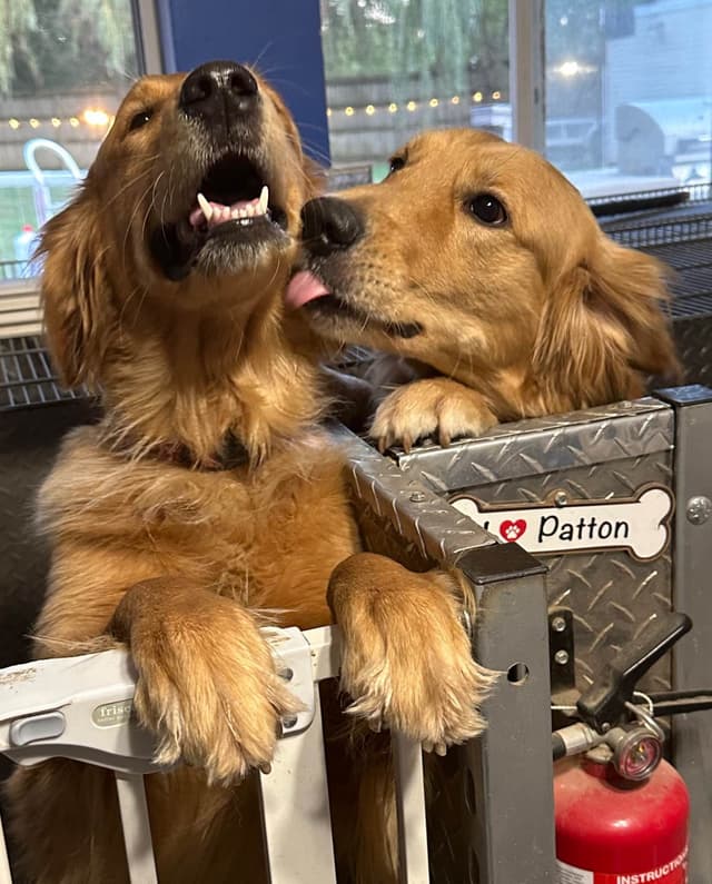 Golden Retriever Puppies media 9