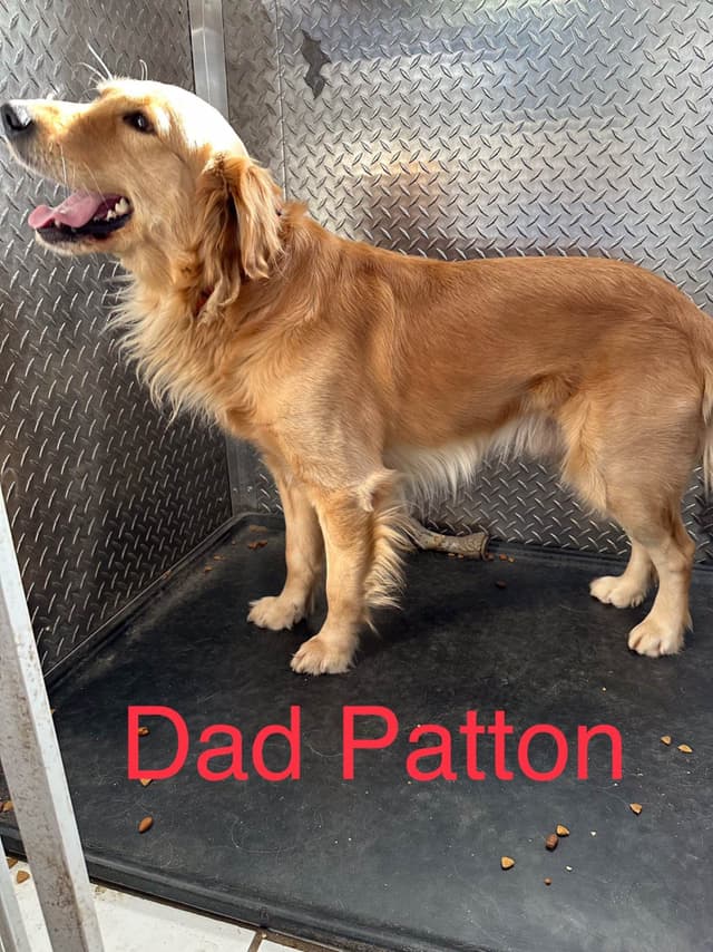 Golden Retriever Puppies media 11