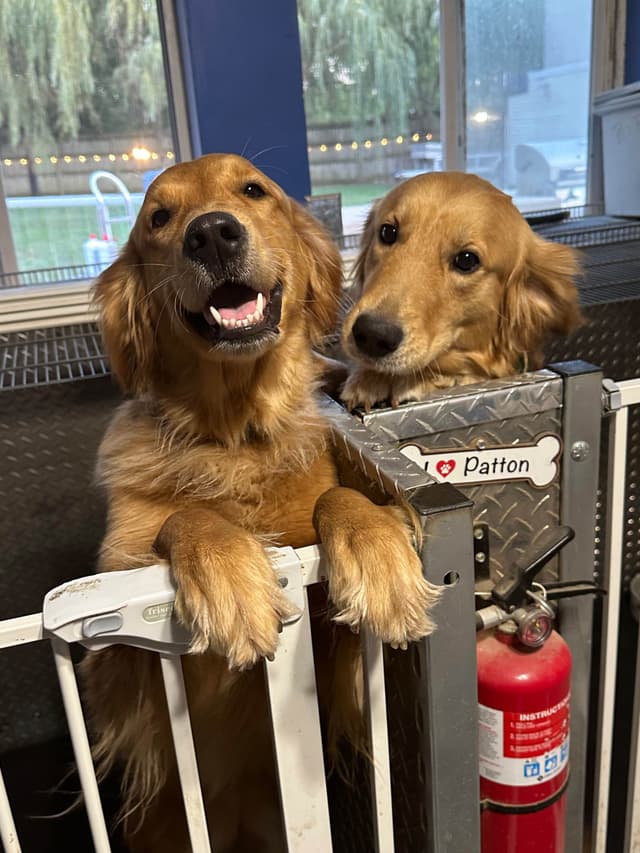 Golden Retriever Puppies media 8