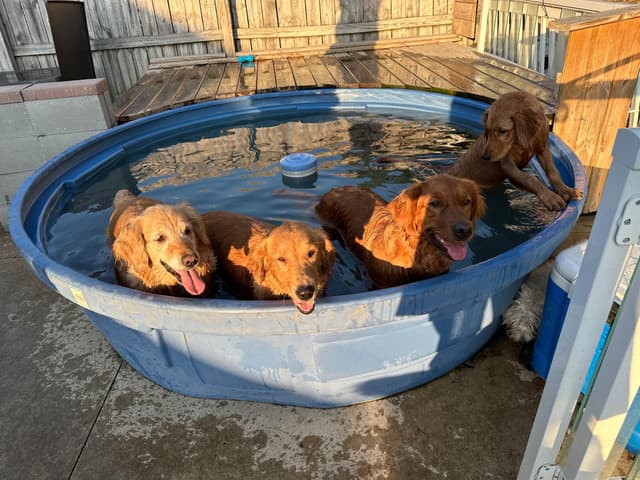 Golden Retriever Puppies media 12