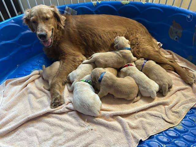 Golden Retriever Puppies media 10