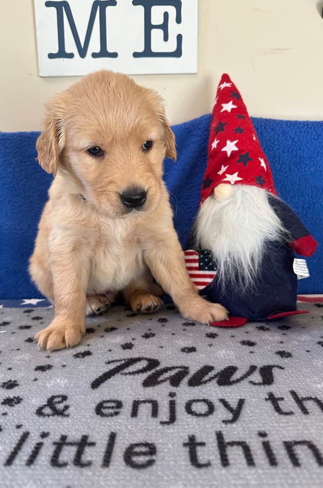 Golden Retriever Puppies media 3