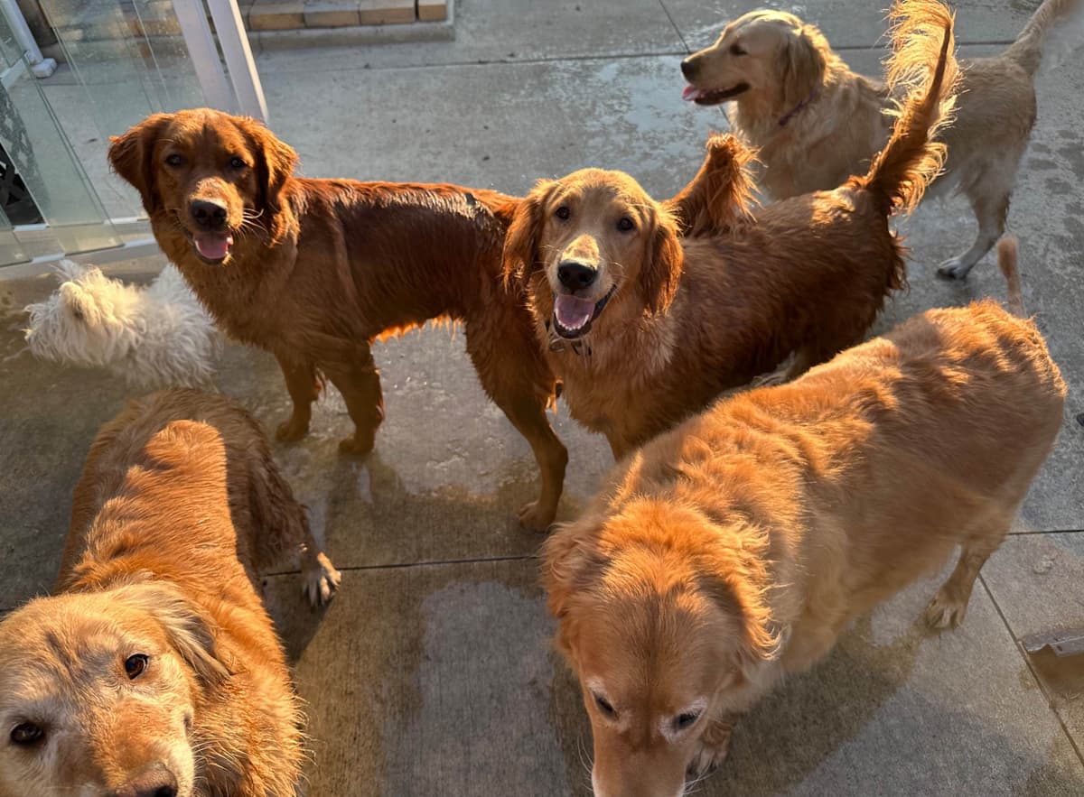 Golden Retriever Puppies breeder image 5