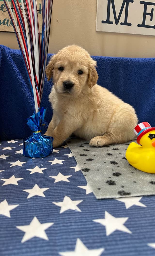 Golden Retriever Puppies media 2