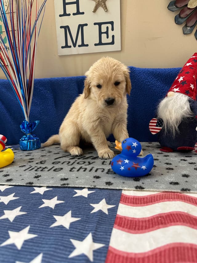 Golden Retriever Puppies media 6