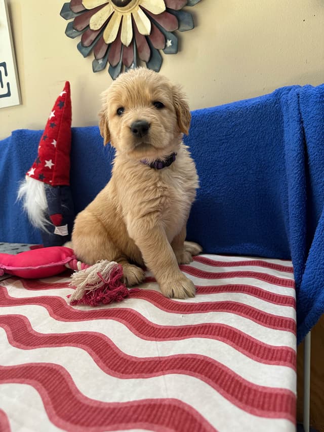 Golden Retriever Puppies media 7