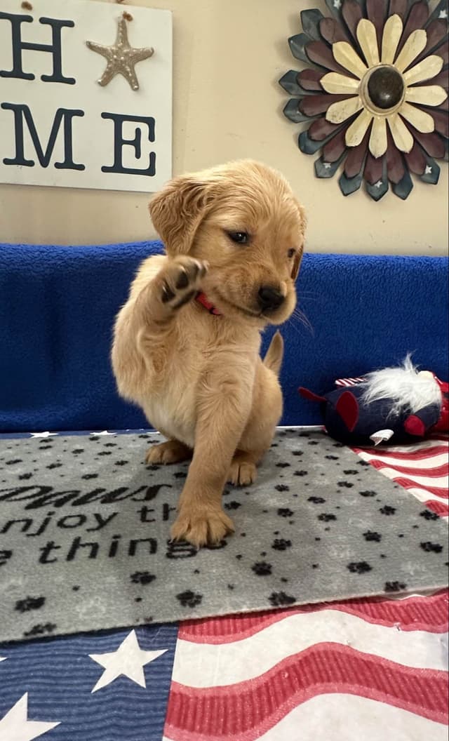 Golden Retriever Puppies media 4