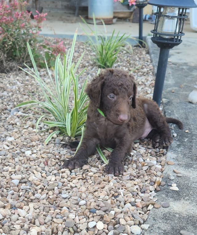 **Reduced** Curly-Coated Retriever Puppies media 2