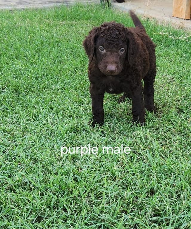 **Reduced** Curly-Coated Retriever Puppies media 3
