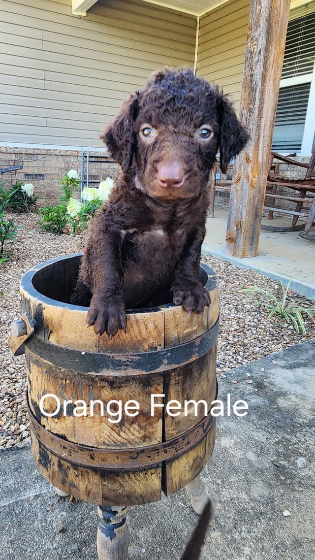 **Reduced** Curly-Coated Retriever Puppies media 4
