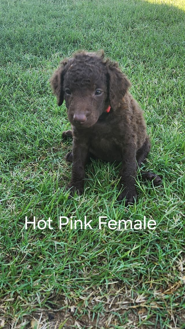 **Reduced** Curly-Coated Retriever Puppies media 6