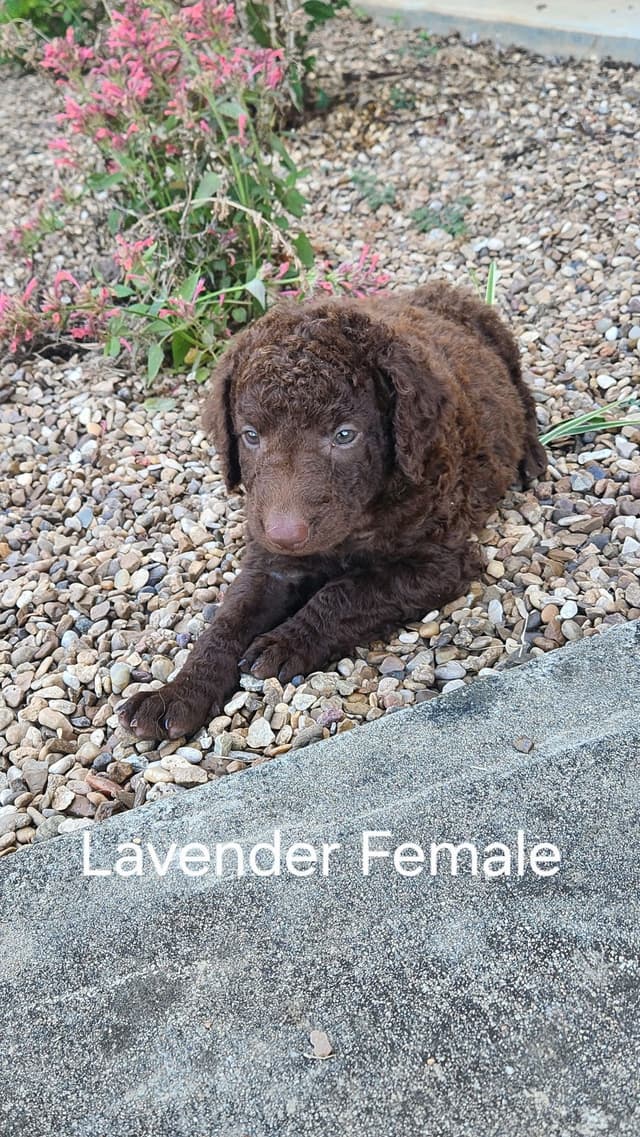 **Reduced** Curly-Coated Retriever Puppies media 5