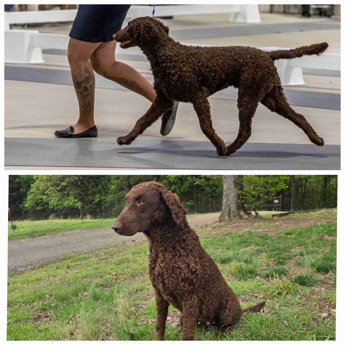 **Reduced** Curly-Coated Retriever Puppies breeder image 1