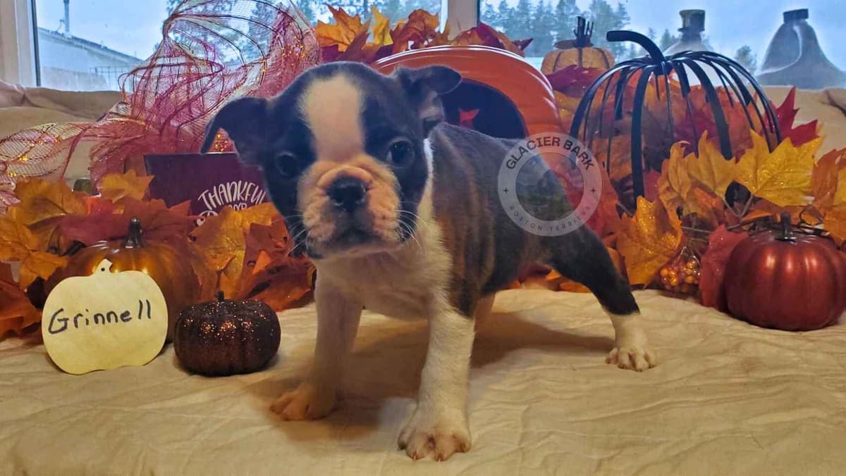 Boston Terrier Puppies breeder image 1