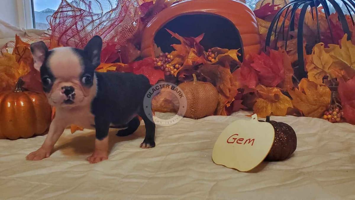 Boston Terrier Puppies breeder image 2