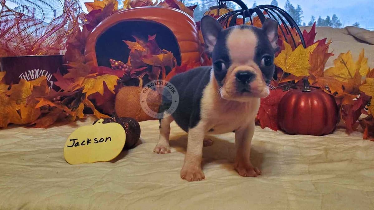 Boston Terrier Puppies breeder image 5