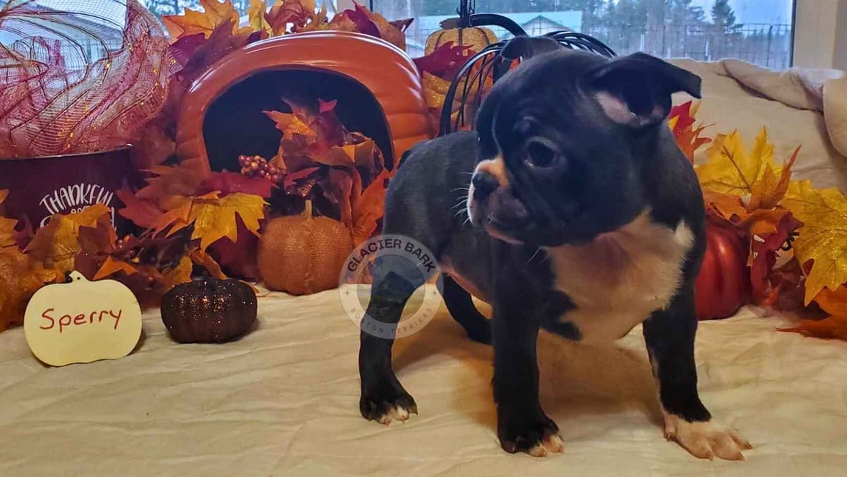 Boston Terrier Puppies breeder image 4