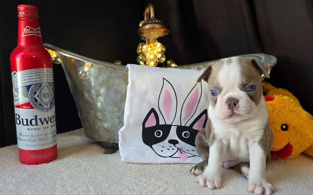 Boston Terrier Puppies media 2