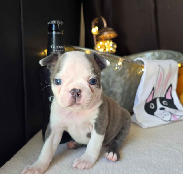 Boston Terrier Puppies media 3