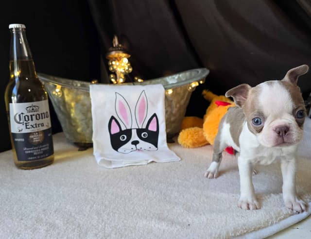 Boston Terrier Puppies media 4