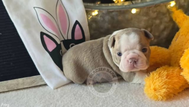 Boston Terrier Puppies media 2
