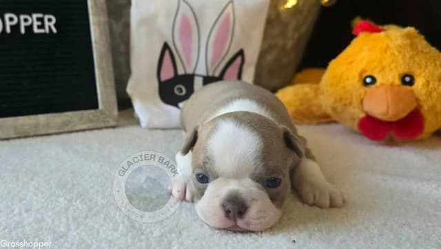 Boston Terrier Puppies media 3