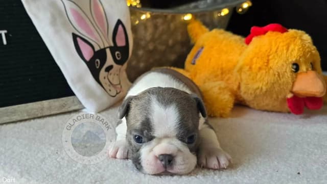 Boston Terrier Puppies media 5