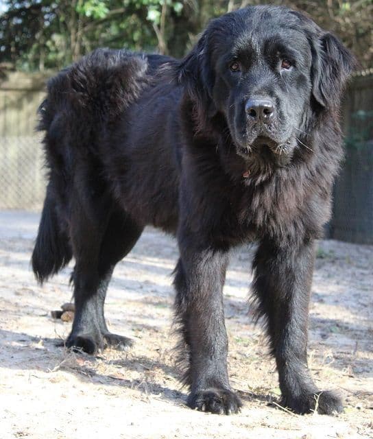 Newfoundland Puppies breeder image 1