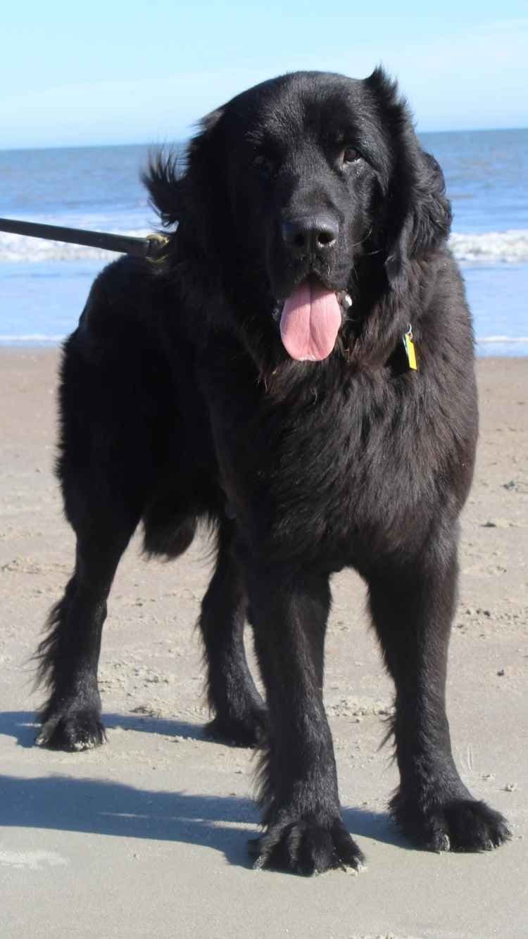 Newfoundland Puppies breeder image 2