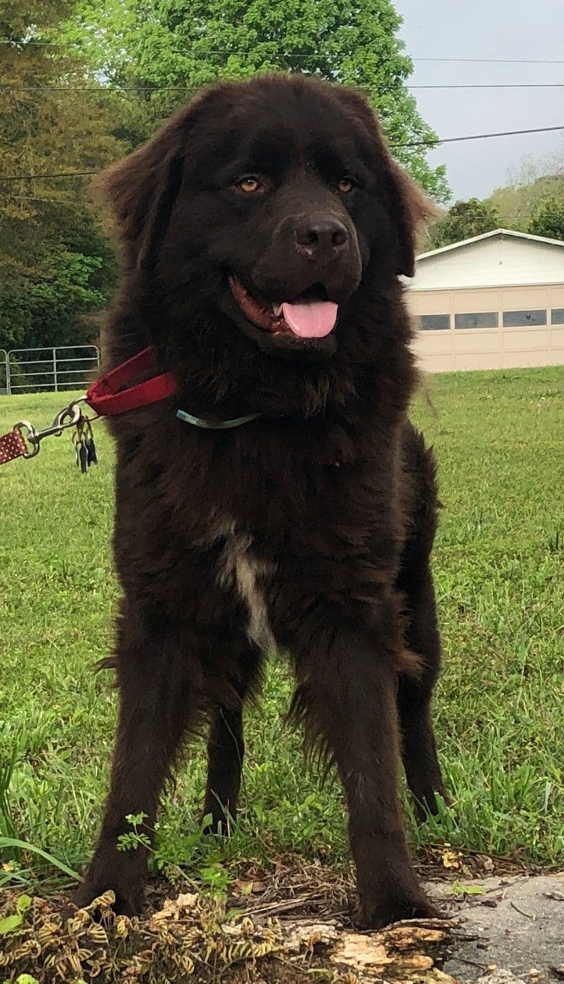 Newfoundland Puppies breeder image 3