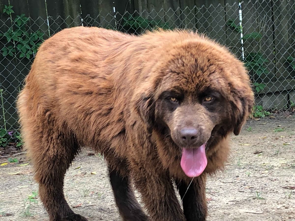 Newfoundland Puppies breeder image 4