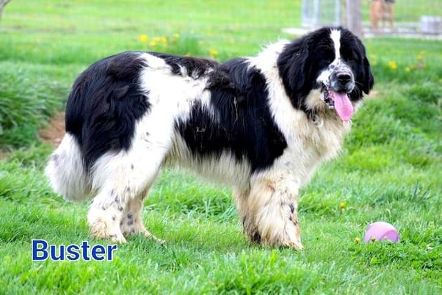 Newfoundland Puppies media 2