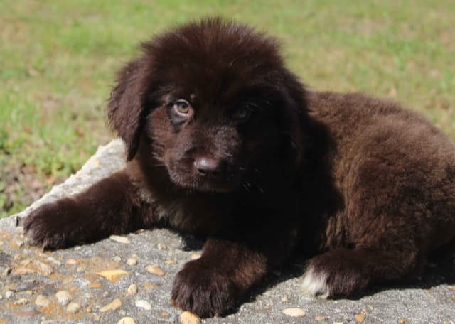 Newfoundland Puppies media 3