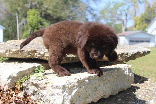 Newfoundland Puppies media 4