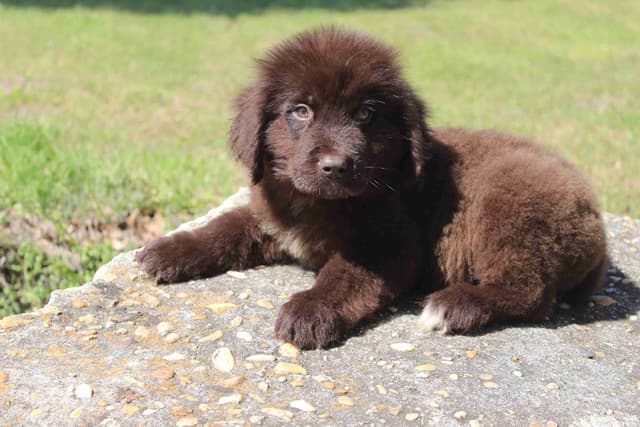 Newfoundland Puppies media 5