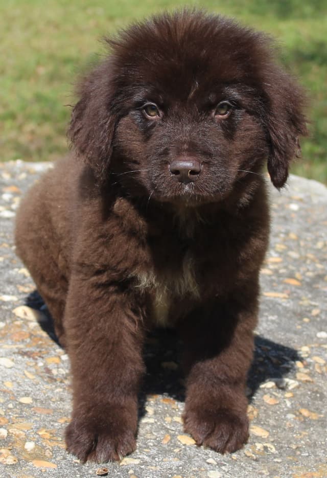 Newfoundland Puppies media 6