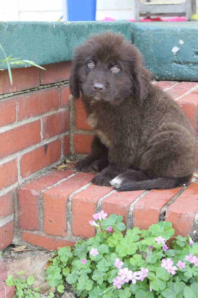 Newfoundland Puppies media 7