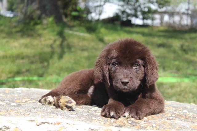 Newfoundland Puppies media 8