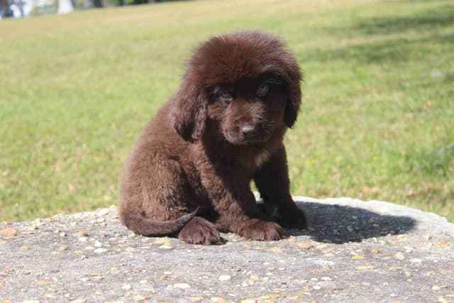 Newfoundland Puppies media 9