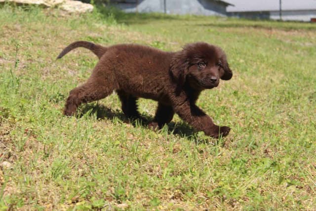 Newfoundland Puppies media 10