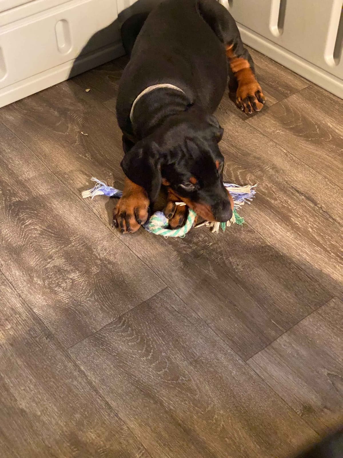 Doberman Pinscher Puppies breeder image 2
