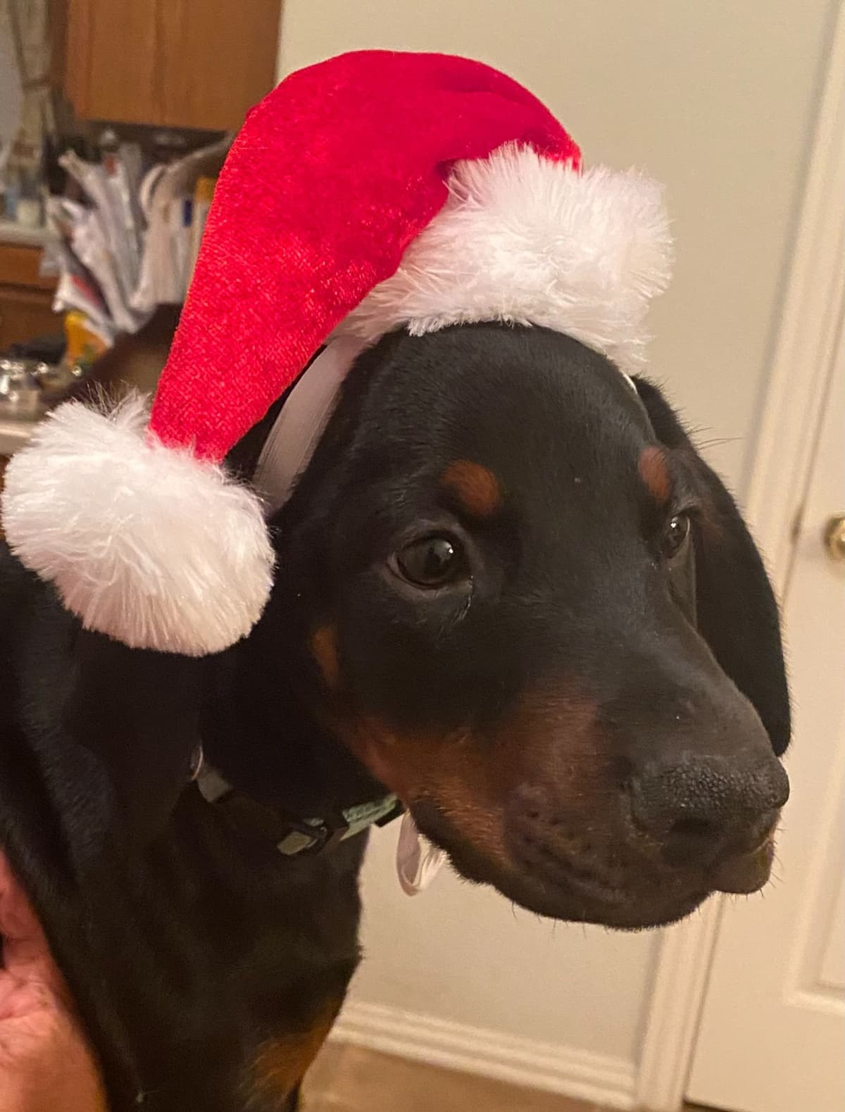 Doberman Pinscher Puppies breeder image 3